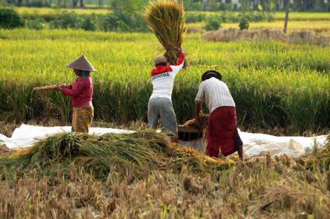 bps-catat-nilai-tukar-petani-turun-pya bps catat nilai tukar petani turun pya