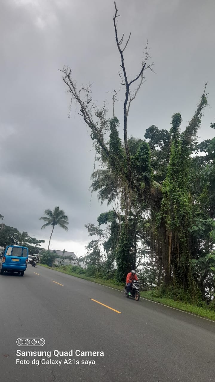 Pohon Kering Ancam Keselamatan Warga 1 IMG 20230809 WA0057