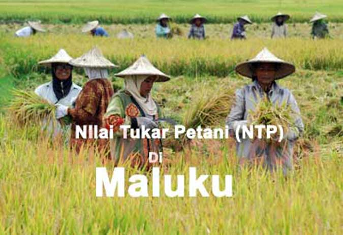 NTP Alami Penurunan Sebesar 0,46 Persen 1 NTP Maluku