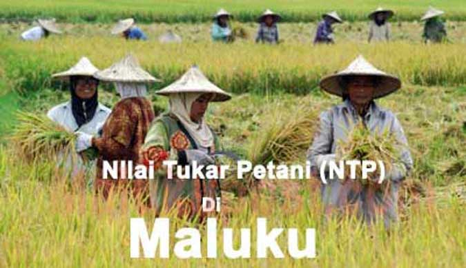 NTP Provinsi Maluku Secara Rata-Rata Alami Peningkatan Sebesar 0,53 Persen 1 KamisNTP